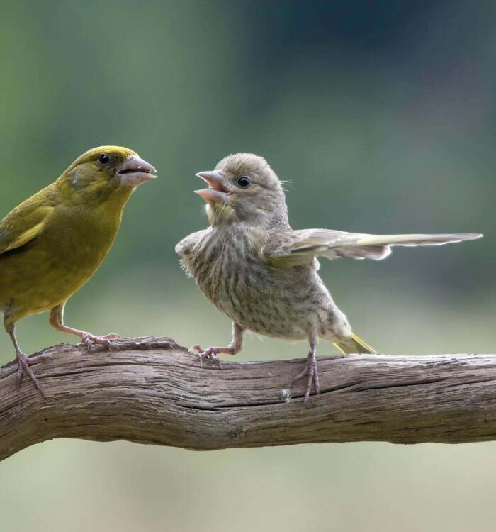 Two small birds on a branch, one with wings spread, captured in a moment of animals being their hilarious selves.