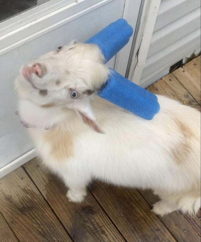 Goat being hilarious with blue foam pool noodles on its head standing on a wooden deck near a glass door.