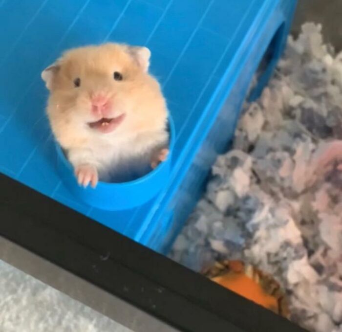 A hamster peeking out of a blue plastic house, showing a funny expression in an animal hilarious moment.