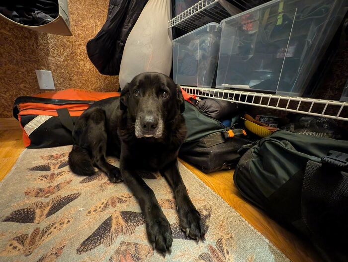 Black Labrador dog lying on a patterned rug surrounded by bags and storage bins in a cozy room.