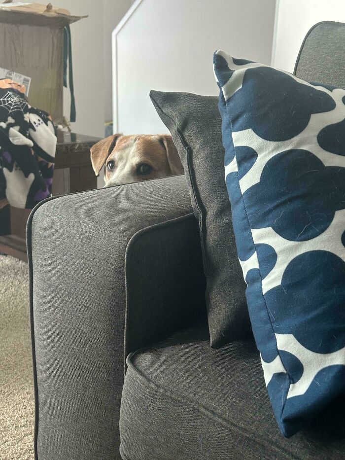 Dog peeking over gray couch, hiding behind patterned blue and white pillows in a cozy living room setting.