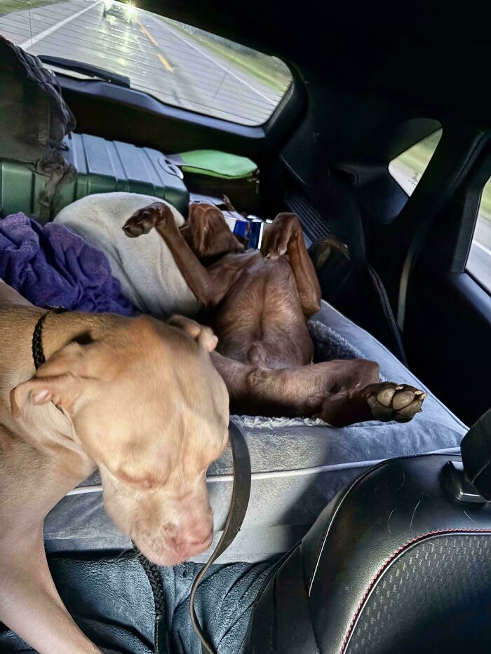 Two goofy dogs relaxing in the backseat of a car, one lying on its back with paws up, showing playful dog behavior.