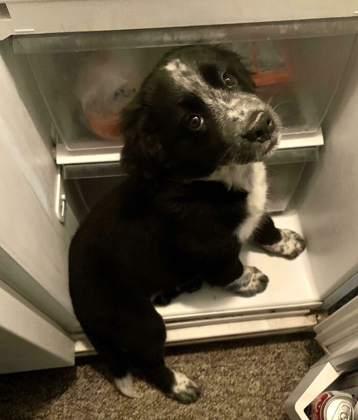 Black and white puppy inside refrigerator, showcasing goofy dog behavior and playful pet moments for hilarious dogs content.