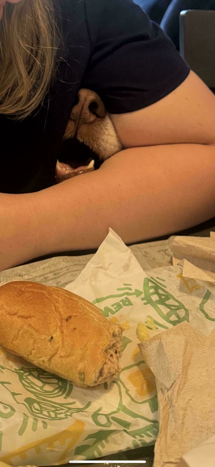 Dog's nose and mouth peeking out from behind a person's arm near a sandwich on a table, showing goofy dog behavior.