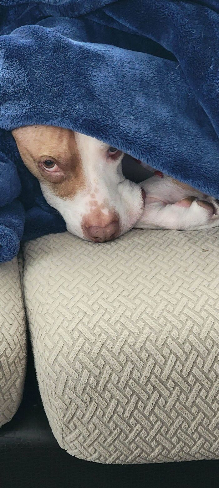 Dog wrapped in a blue blanket resting on a patterned cushion, showing a calm, goofy expression and relaxed pose.