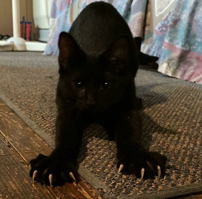 A black cat displaying sharp cat claws on a textured grey rug.