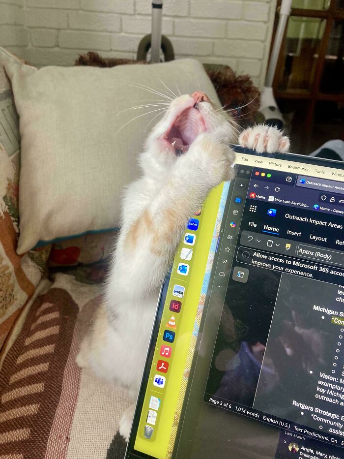 A white and orange cat meowing loudly while gripping the edge of a laptop screen on a cozy couch.