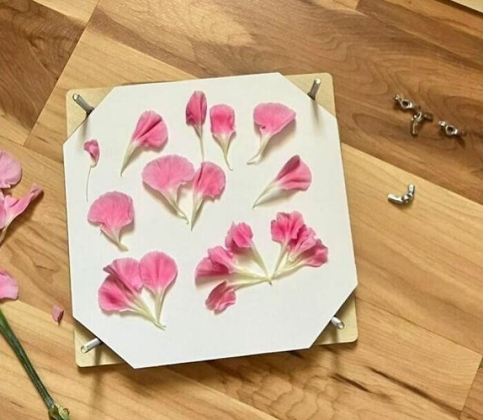 Pressed pink flower petals arranged on a white board, showcasing a creative hobby to try after reaching the end of the internet.