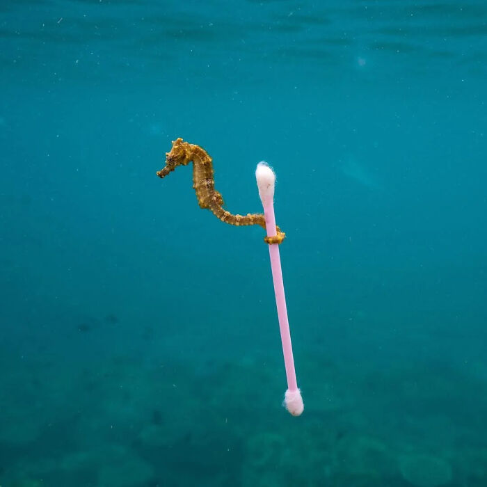 Seahorse clinging to a cotton swab underwater, highlighting pollution in an interesting online group sharing facts.