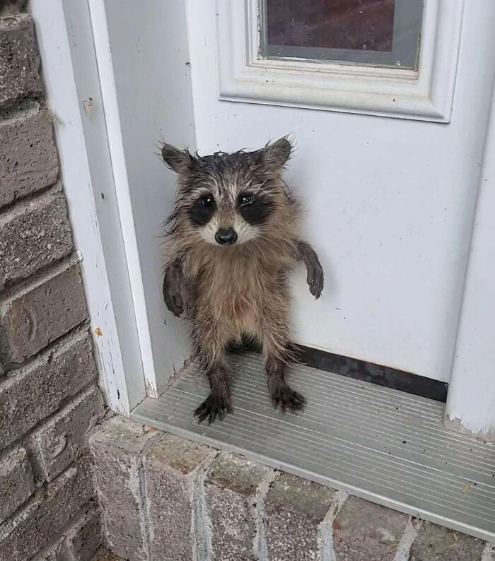 Wet raccoon standing at a doorstep, featured in an online group sharing interesting facts and pics.