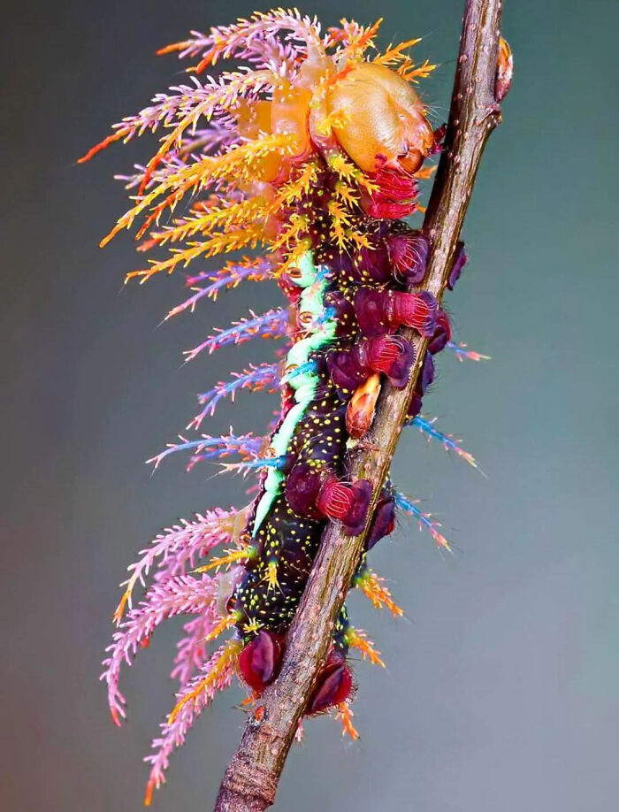 Colorful caterpillar with bright purple, orange, and green details climbing a twig, featured in an interesting facts online group.