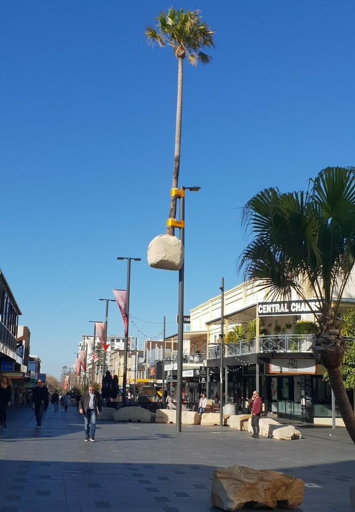 Tall palm tree oddly suspended on a pole in a busy street, showing an imperfect sight that may annoy people with OCD.