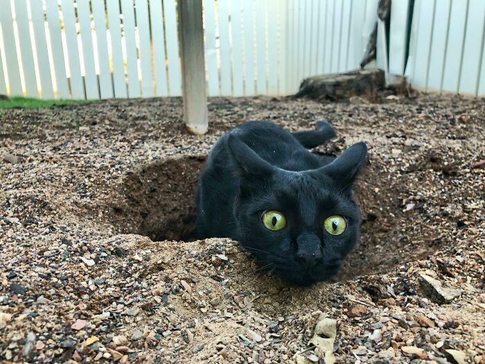 Black cat with wide eyes lying in a dirt hole, one of the hilariously unphotogenic animal pics to brighten the day.