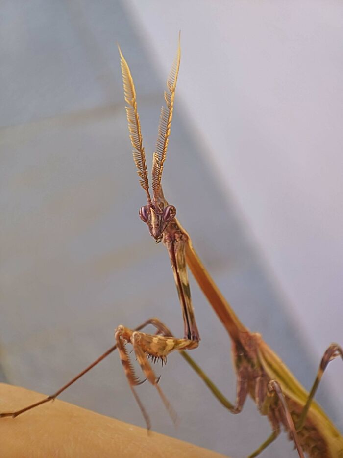 Close-up of a fascinating insect with detailed antennae and legs, showcasing unique features that deserve appreciation.