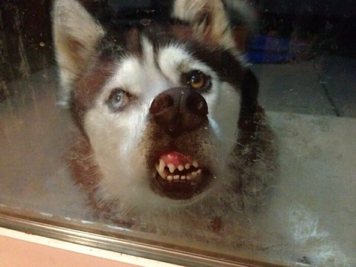 Husky dog with funny unphotogenic expression pressed against a glass door in a candid animal moment.