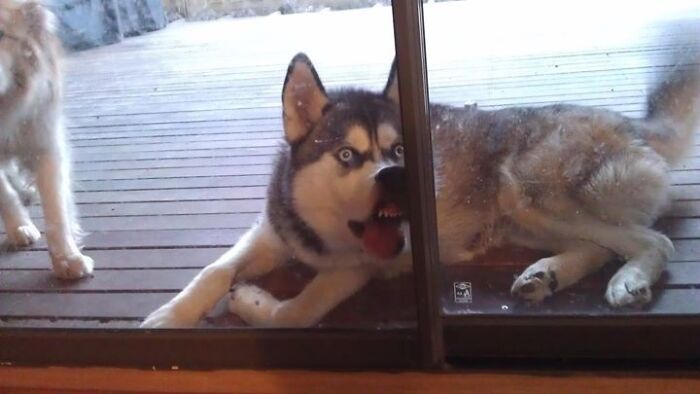 Husky laying by glass door with funny unphotogenic expression, one of many unphotogenic animal pics to brighten your day.