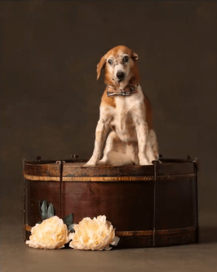 Senior dog wearing a bow tie sitting on a wooden barrel with flowers, showcasing the charm of hilarious dogs.
