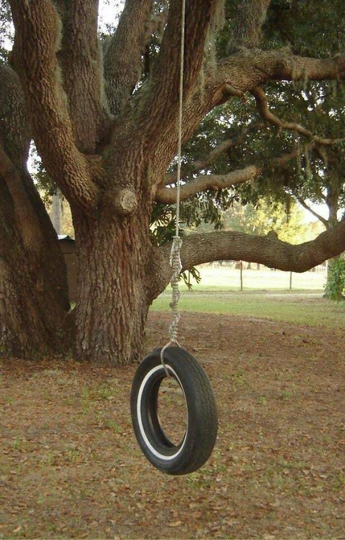 Tire swing hanging from a large tree branch in a peaceful outdoor setting, evoking nostalgic memories.