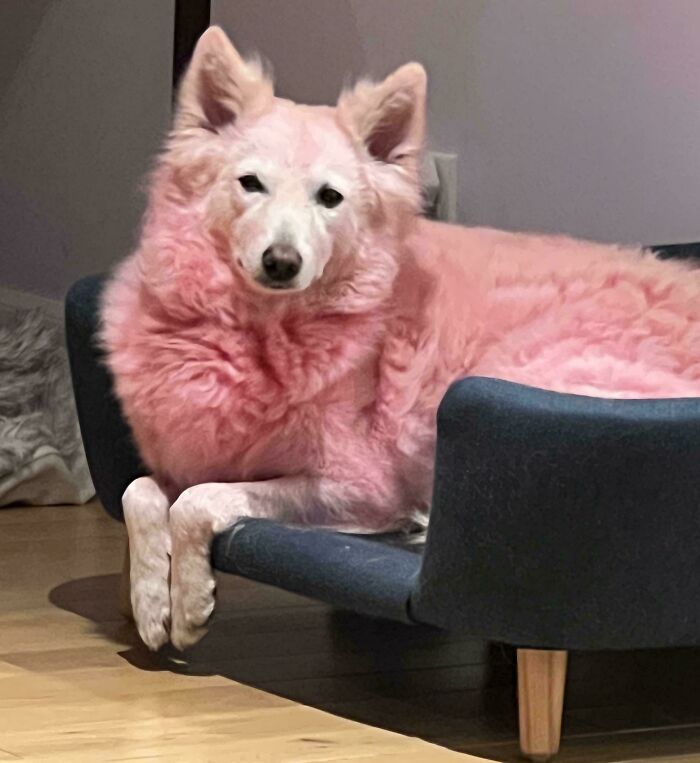 Large fluffy dog with unusual pink fur lying on a dark couch, showcasing a goofy and humorous canine expression.