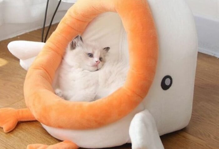 Fluffy kitten relaxing inside a soft whale-shaped pet bed, showcasing peak coolness and comfort for animals.