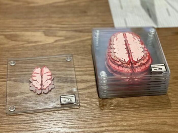 Stacked acrylic plates displaying a detailed layered brain model on a wooden surface, showcasing peak coolness collectibles.