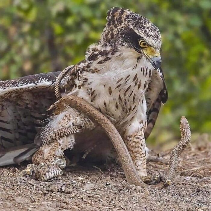Águila rapaz capturando una serpiente, una de las creaciones de la madre naturaleza que nos ha dado mucho miedo.