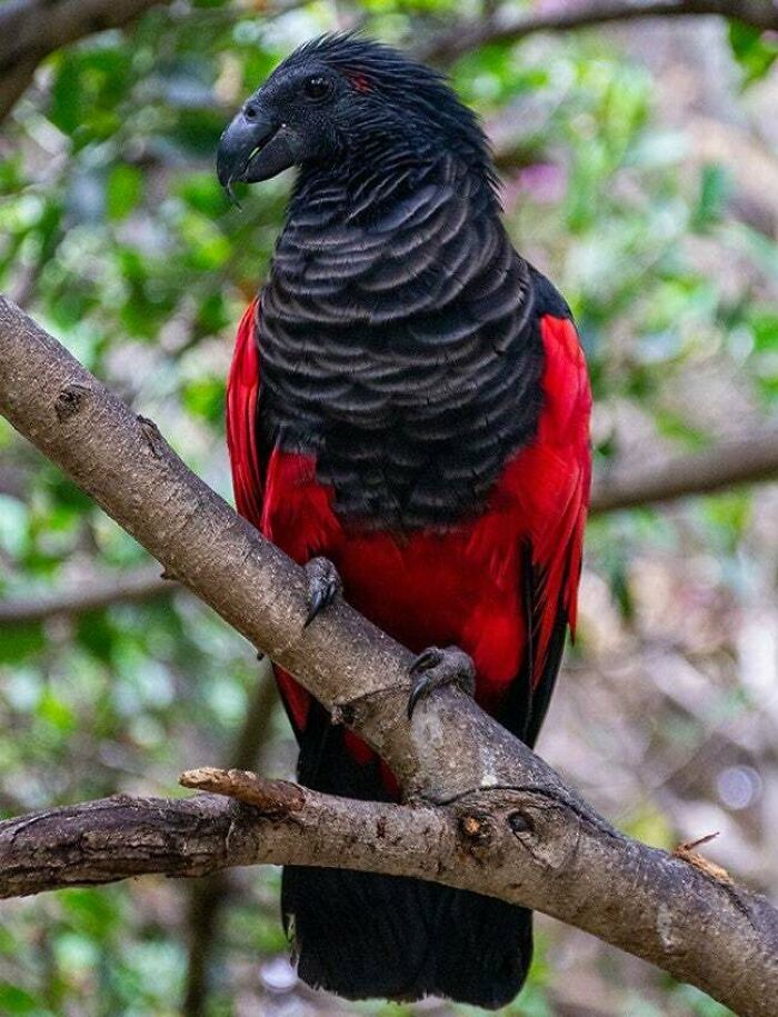 Loro de colores negro y rojo en una rama, una creación de la madre naturaleza que inspira misterio y miedo.