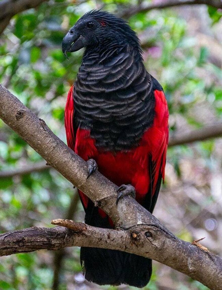Black and red bird perched on a tree branch, showcasing nature's stunning and scary wildlife up close.