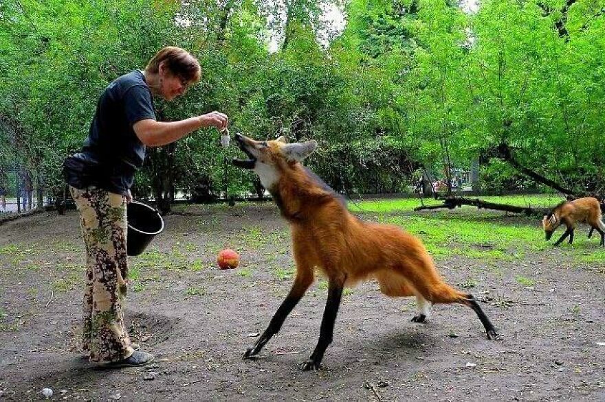 Person feeding a wild animal in a forested area, showcasing a scary moment in nature encounters.