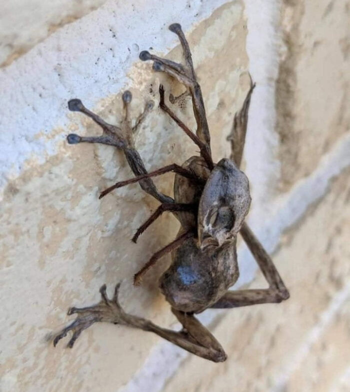 Rana con aspecto aterrador pegada a la pared, una de las creaciones de la madre naturaleza que causa miedo.