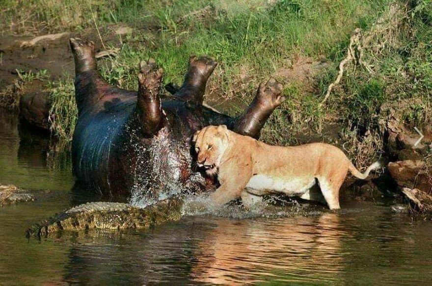 Lion attacking a hippopotamus in a river while a crocodile approaches, showcasing a scary nature encounter.