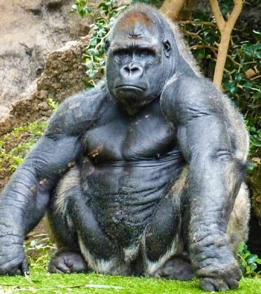 Large muscular gorilla sitting on grass surrounded by dense foliage, showcasing the power of nature's wildlife.