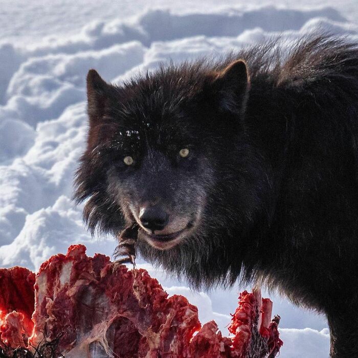 Lobo negro con ojos intensos frente a restos de una presa, una creación de la madre naturaleza que da miedo.