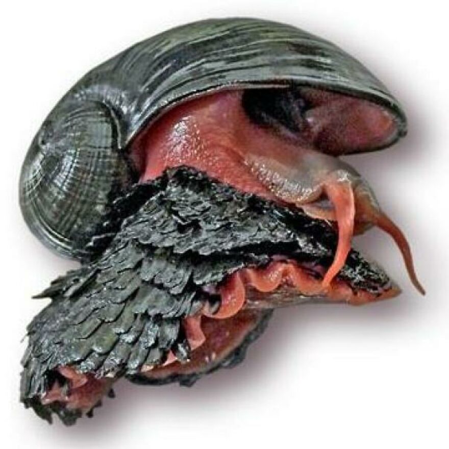 Close-up of a scary sea creature with a dark shell and textured black scales, showcasing nature’s eerie and unsettling side.