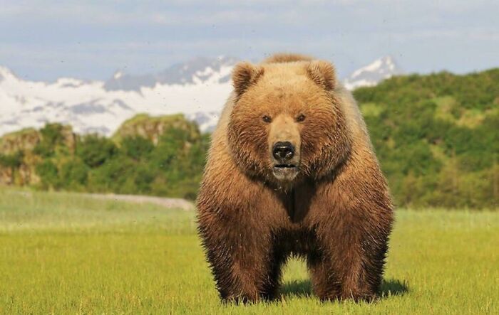 Oso imponente en un prado verde con montañas nevadas de fondo, una creación de la madre naturaleza impactante.