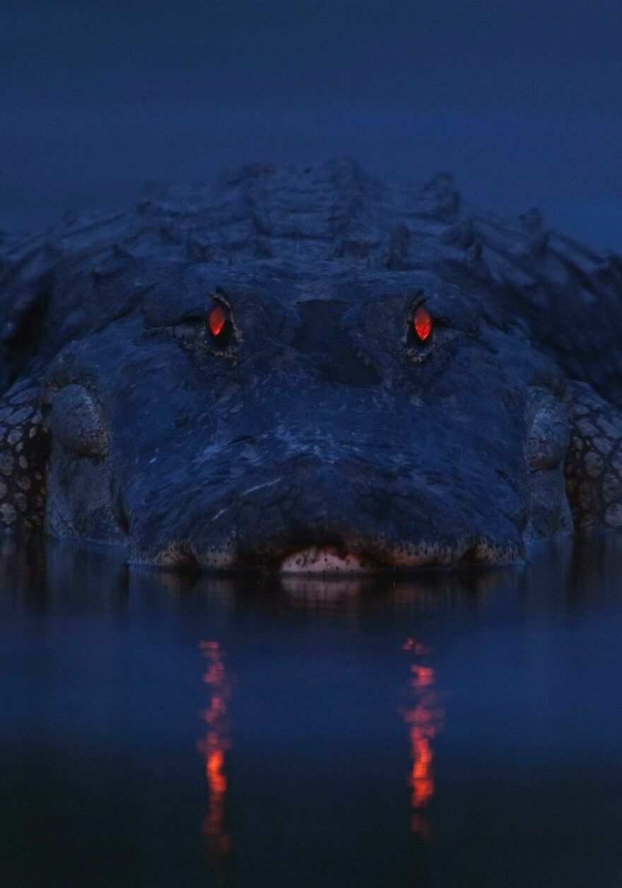Close-up of a crocodile with glowing red eyes lurking in dark water, showcasing scary nature moments.