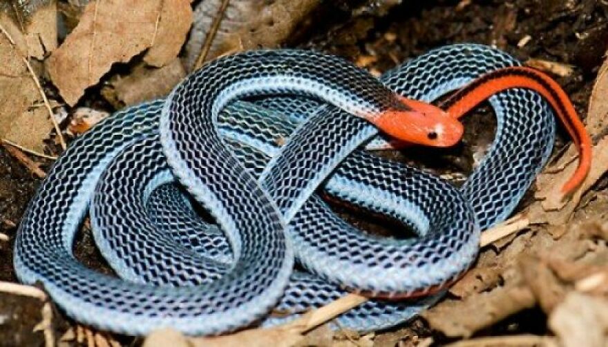 Brightly colored snake with red head and black patterned body coiled on forest floor showing nature scary encounter.