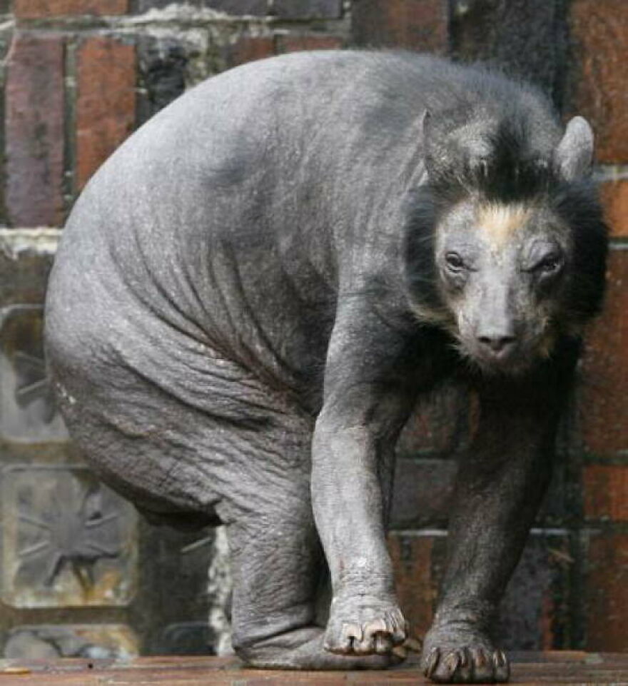 Hairless bear-like animal with wrinkled skin standing by a brick wall, showcasing unusual nature making people go nope.