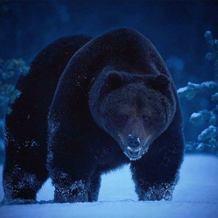 Oso grande y amenazante en un bosque nevado durante la noche, una de las creaciones de la madre naturaleza que da miedo.