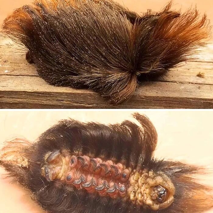 Close-up of a hairy caterpillar that looks like fur, showcasing nature’s terrifying moments that stop people in their tracks.