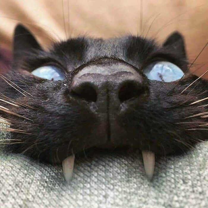 Close-up of a black cat's face with blue eyes and visible fangs, captured in a hilariously unphotogenic animal pic.