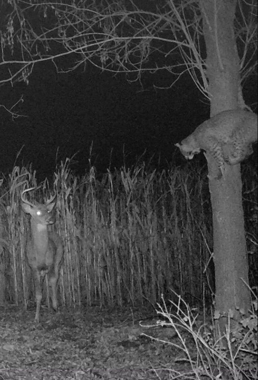 Nighttime wildlife encounter showing a bobcat climbing a tree and a buck deer standing in the woods, nature scary moment.