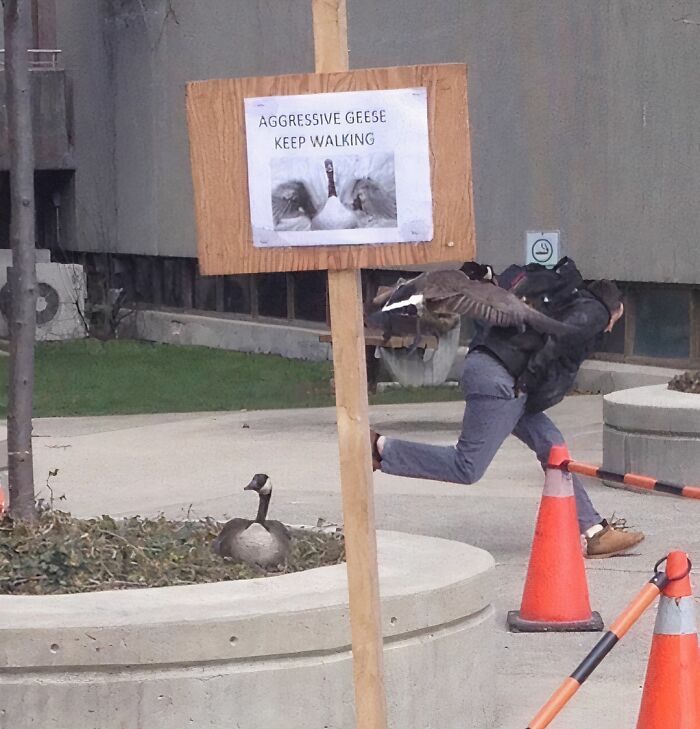 Person awkwardly leaping over a traffic cone as a goose flies close, near a sign warning about aggressive geese.