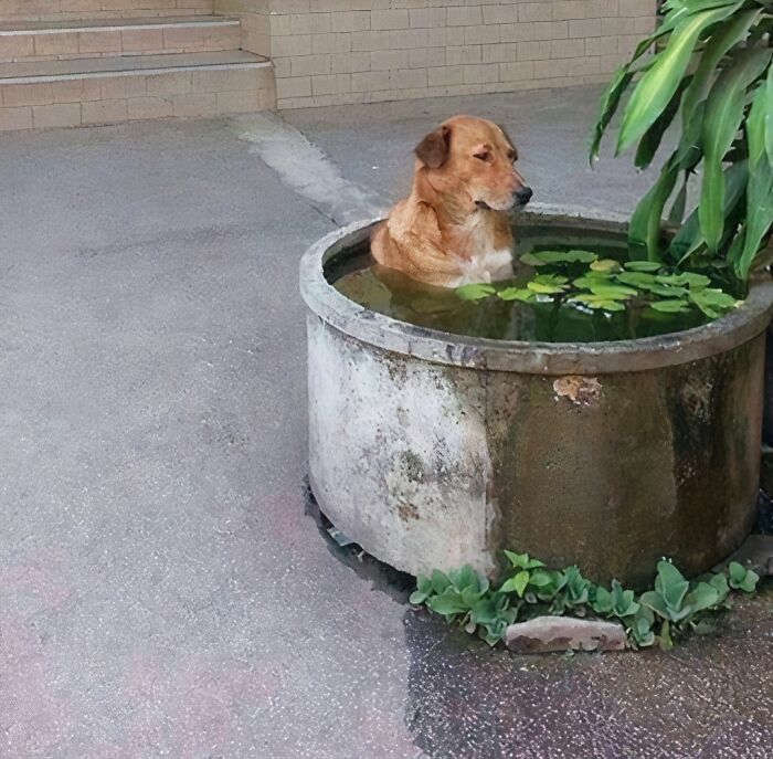 Dog sitting awkwardly in a large flowerpot filled with water and surrounded by plants, highlighting awkward photos humor.