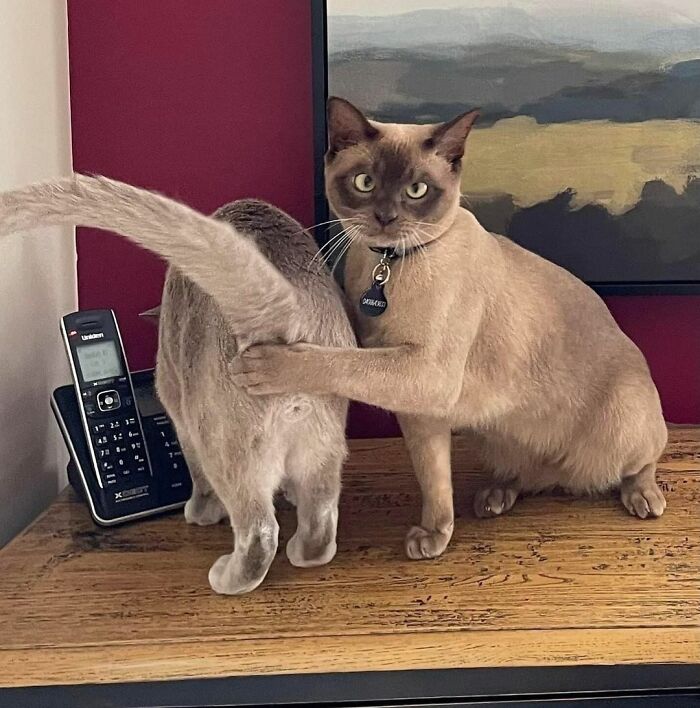 Two cats on a table in an awkward pose, one cat holding the other's tail in a funny and awkward moment.