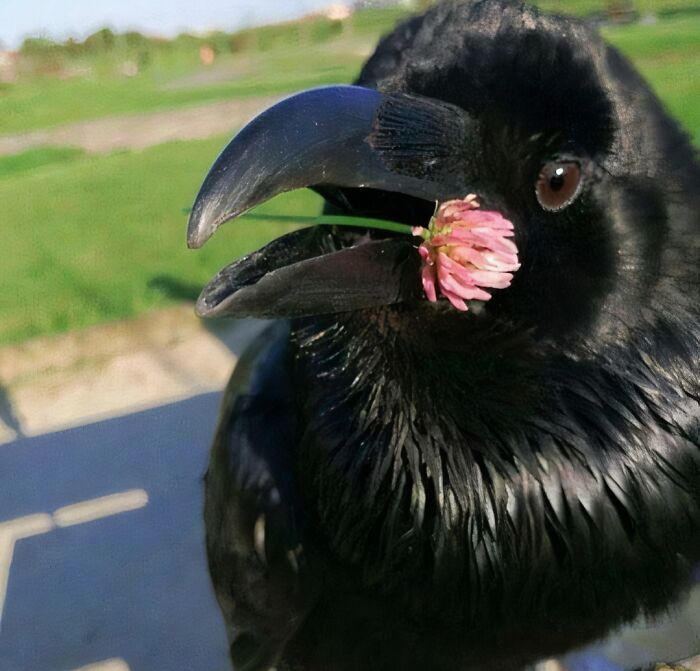 Close-up of a black crow holding a pink flower in its beak, an awkward photo capturing a peculiar moment outdoors.