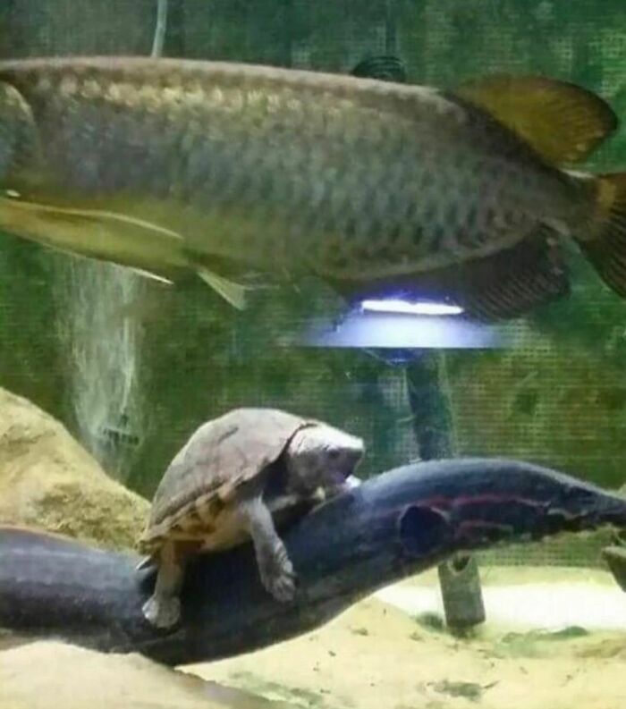 Turtle awkwardly perched on a fish tail underwater, creating one of the most awkward photos hard to look at.
