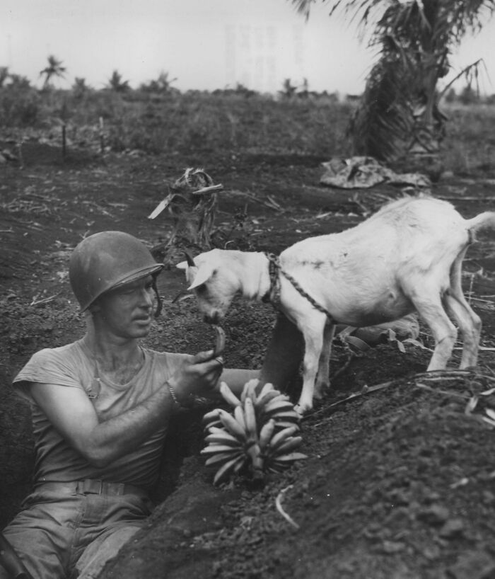 Soldier in trench feeding a goat a banana, a somber historical photo reflecting moments of humanity during conflict.