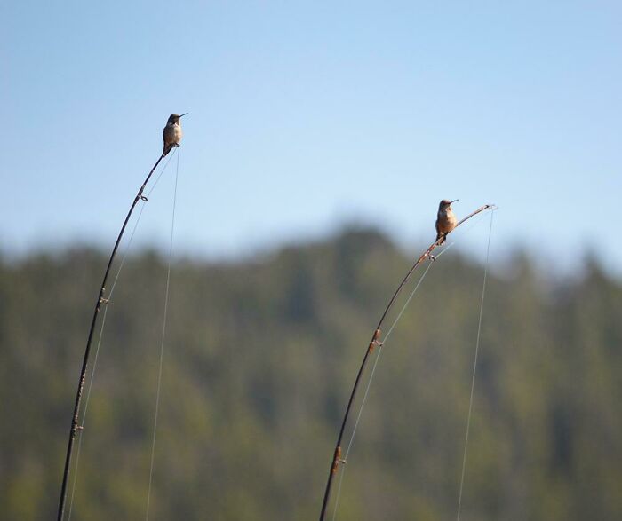 Two birds perched on curved fishing rods creating a rare coincidence scene in nature with blurred forest background.
