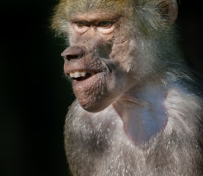 Close-up of a baboon with an expressive face, showcasing animals that didn’t mean to be funny but nailed it.